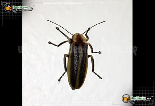 Detailed color picture of an adult Firefly Beetle insect