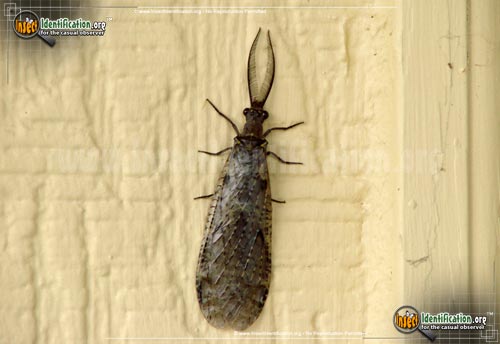Thumbnail image of the Fishfly