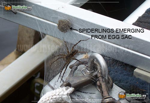 Thumbnail image #3 of the Fishing-Spider