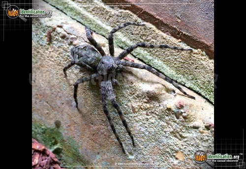 Thumbnail image #5 of the Fishing-Spider