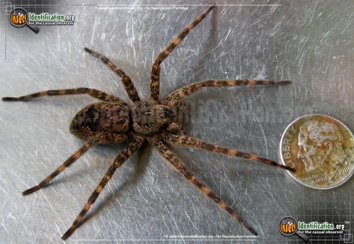 Thumbnail image #8 of the Fishing-Spider