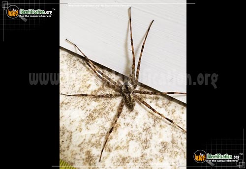Thumbnail image of the Fishing-Spider
