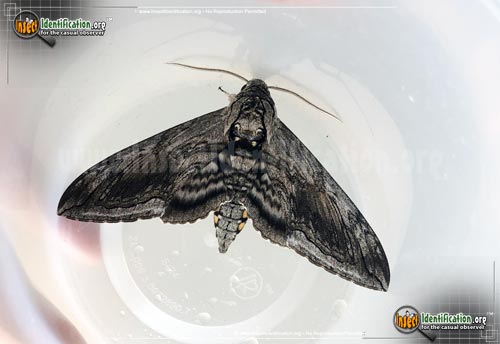 Thumbnail image #2 of the Five-Spotted-Hawk-Moth