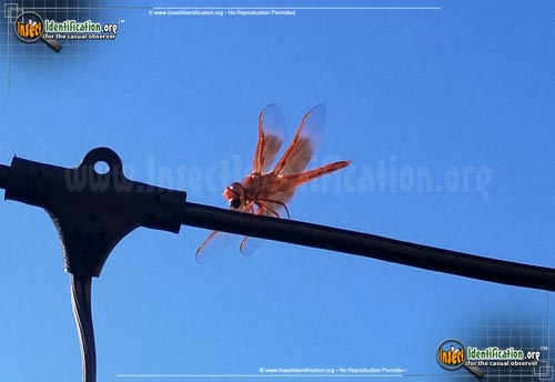 Thumbnail image of the Flame-Skimmer-Dragonfly