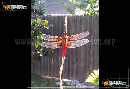 Thumbnail image #2 of the Flame-Skimmer-Dragonfly
