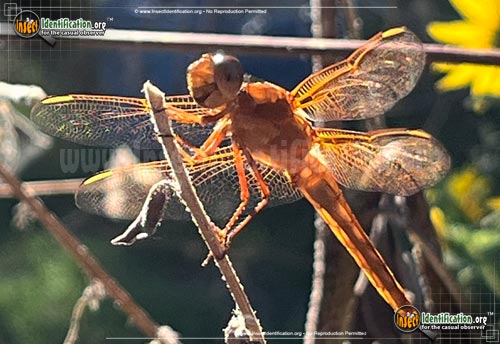 Thumbnail image #7 of the Flame-Skimmer-Dragonfly