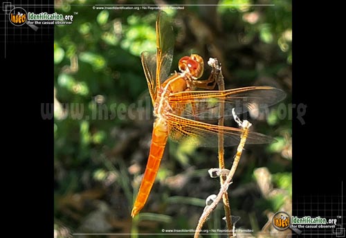 Thumbnail image #3 of the Flame-Skimmer-Dragonfly