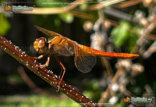 Thumbnail image #4 of the Flame-Skimmer-Dragonfly