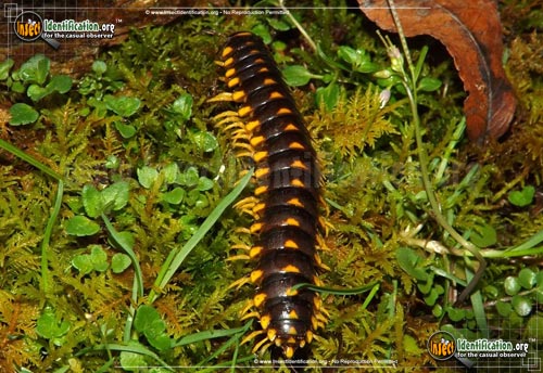 Thumbnail image of the Flat-Backed-Millipede-Sigmoria-trimaculata