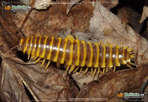 Thumbnail image of the Flat-Backed-Millipede