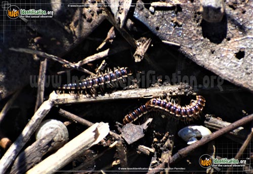 Thumbnail image #2 of the Flat-Backed-Millipede