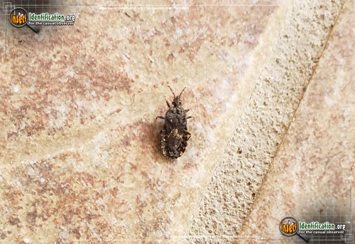 Thumbnail image of the Flat-Bug