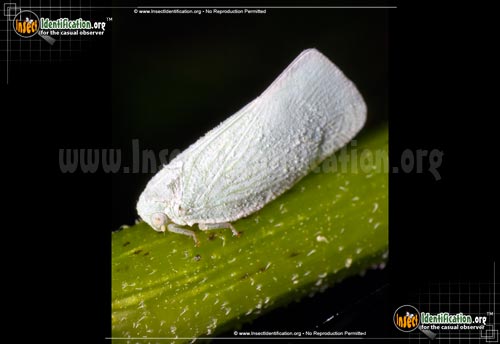 Thumbnail image of the Flatid-Planthopper