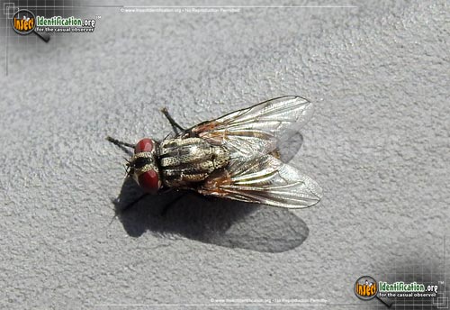 Thumbnail image #7 of the Flesh-Fly