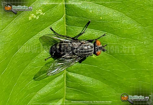Thumbnail image #6 of the Flesh-Fly