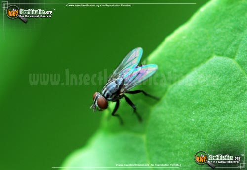 Thumbnail image #5 of the Flesh-Fly