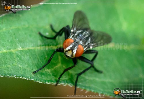Thumbnail image #2 of the Flesh-Fly