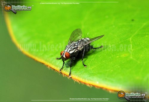 Thumbnail image #3 of the Flesh-Fly