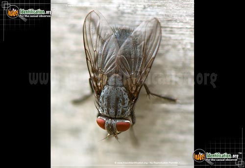 Thumbnail image #7 of the Flesh-Fly