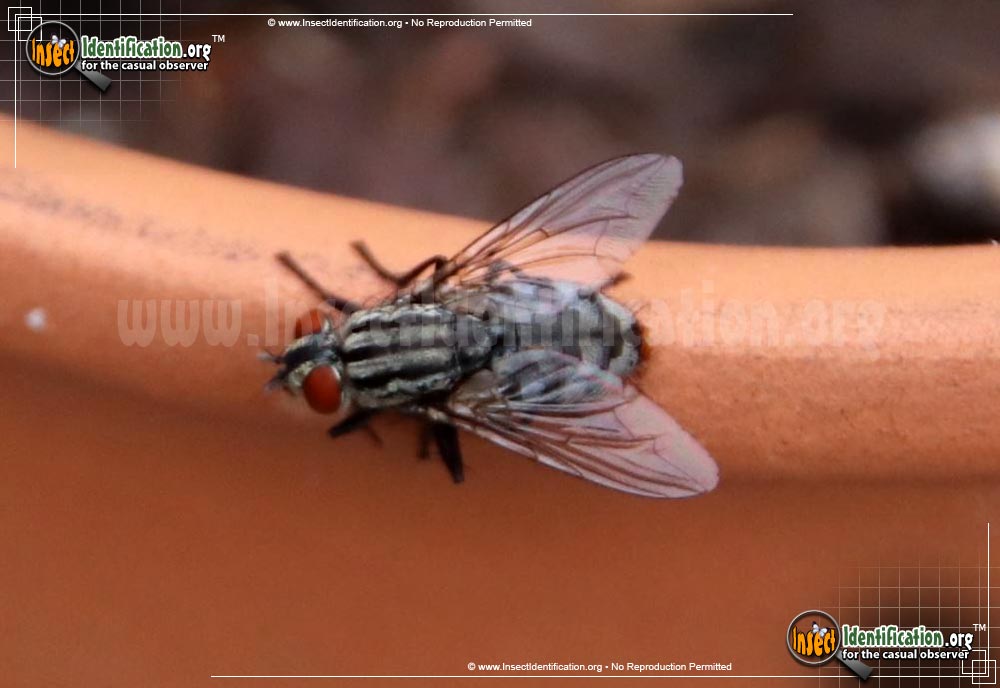 Thumbnail image #8 of the Flesh-Fly