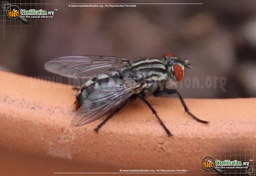 Thumbnail image #9 of the Flesh-Fly