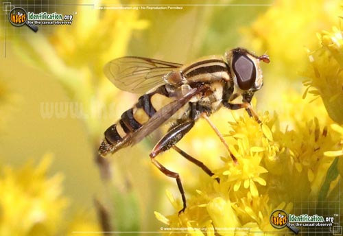 Thumbnail image #5 of the Flower-Fly-Helophilus-fasicatus