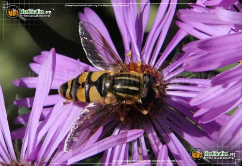 Thumbnail image #4 of the Flower-Fly-Helophilus-fasicatus