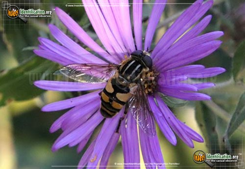 Thumbnail image #3 of the Flower-Fly-Helophilus-fasicatus