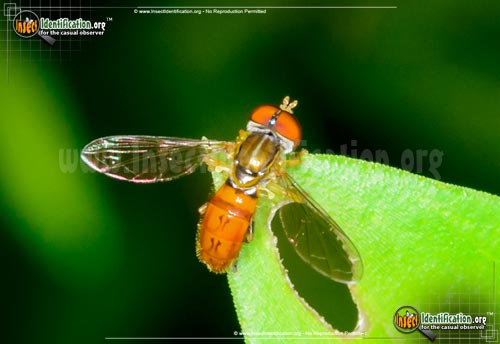 Thumbnail image #5 of the Flower-Fly-Toxomerus-geminatus