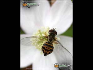 Thumbnail image #2 of the Flower-Fly-Toxomerus-geminatus