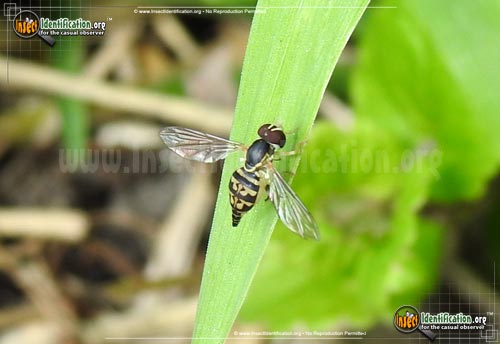 Thumbnail image of the Flower-Fly-Toxomerus-geminatus