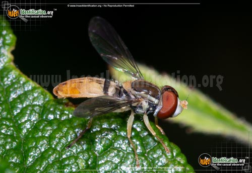 Thumbnail image #3 of the Flower-Fly-Toxomerus-Marginatus