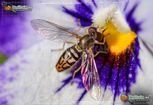 Thumbnail image of the Flower-Fly-Toxomerus-Marginatus
