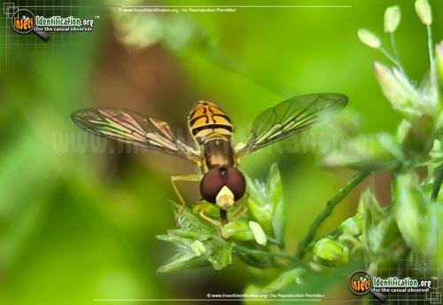 Florus Insect Flower Fly - Toxomerus marginatus