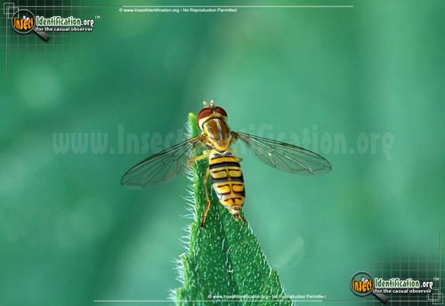 Thumbnail image of the Flower-Fly-Toxomerus-politus
