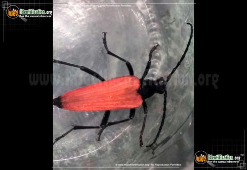 Thumbnail image of the Flower-Longhorn-Beetle-Steneltytrana-emarginata
