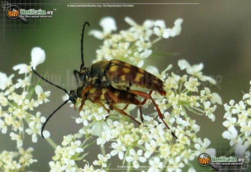 Thumbnail image of the Flower-Longhorn-Beetle-Typocerus