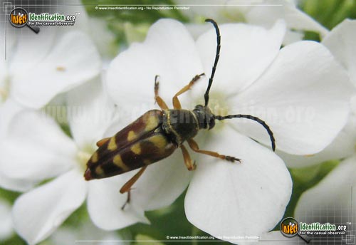Thumbnail image #2 of the Flower-Longhorn-Beetle-Typocerus