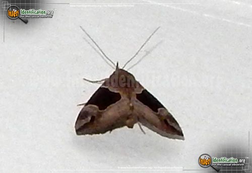 Thumbnail image of the Flowing-Line-Hypena-Moth
