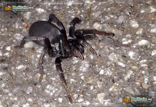 Thumbnail image of the Folding-door-Spider-Antrodiaetus-lincolnianus