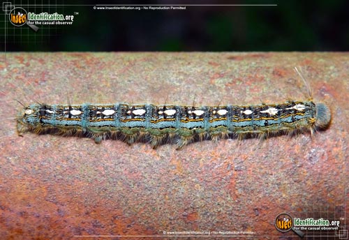 Thumbnail image #2 of the Forest-Tent-Caterpillar-Moth