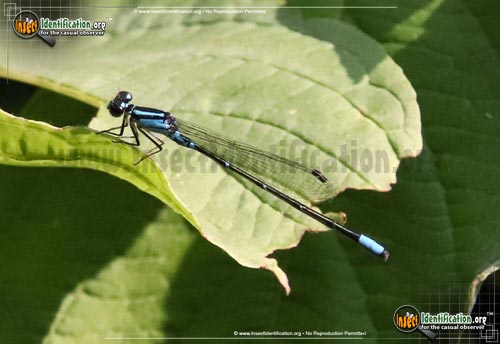 Thumbnail image of the Forktail-Damselfly