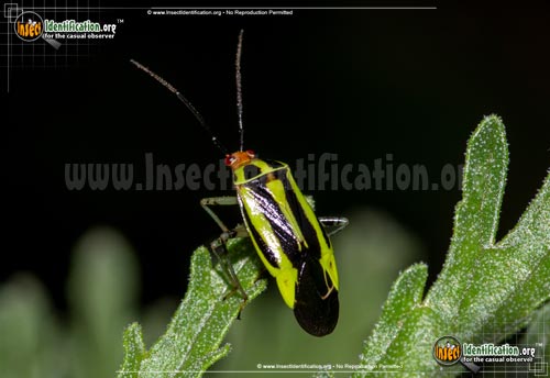 Thumbnail image of the Four-Lined-Plant-Bug