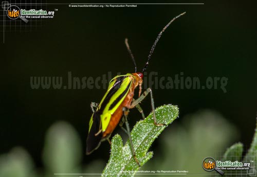 Thumbnail image #4 of the Four-Lined-Plant-Bug