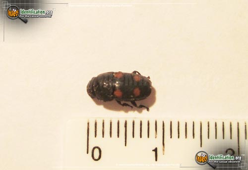 Thumbnail image of the Four-Spot-Sap-Beetle
