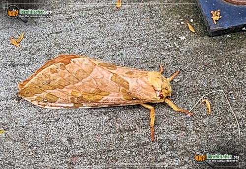 Thumbnail image of the Four-Spotted-Ghost-Moth