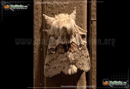 Thumbnail image of the Four-Spotted-Gluphisia-Moth