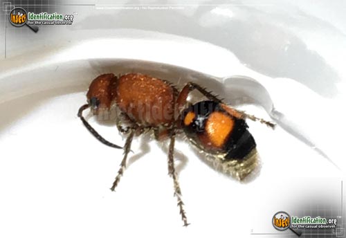 Thumbnail image of the Four-Spotted-Velvet-Ant