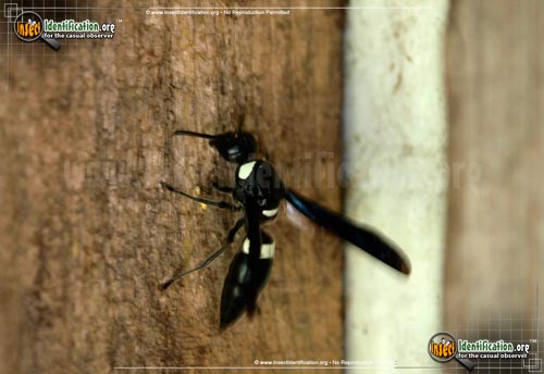 Thumbnail image #2 of the Four-Toothed-Mason-Wasp