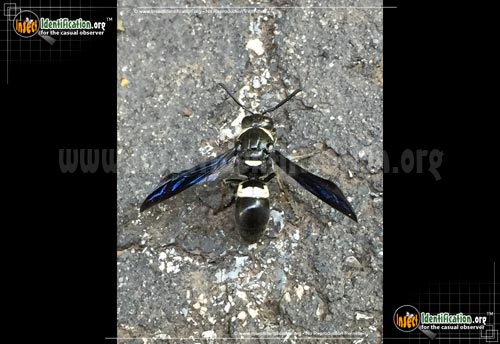 Thumbnail image of the Four-Toothed-Mason-Wasp